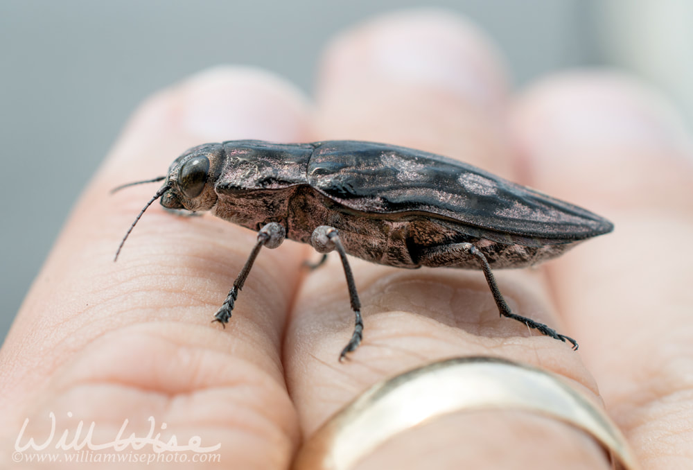 Pine Borer Beetle Picture