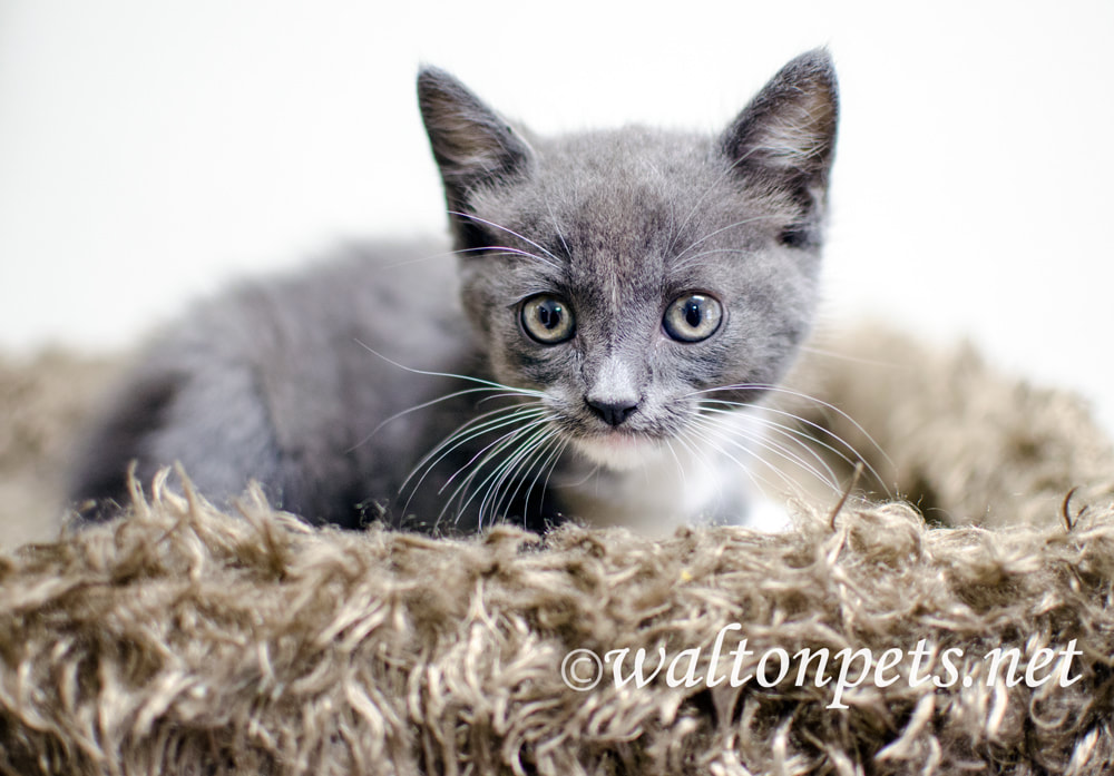 Cute Gray Kitten Picture