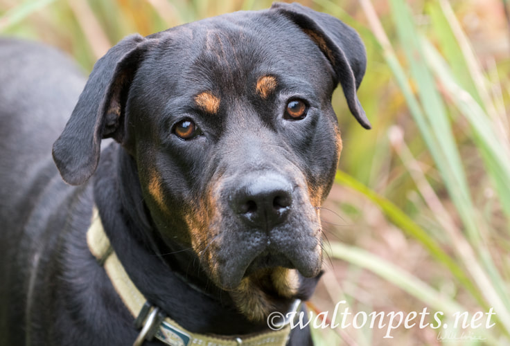 Rottweiler Dog Rescue Picture