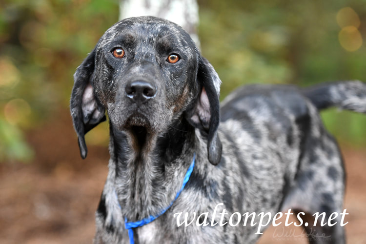 Merle Bluetick Coonhound dog outside on leash Picture