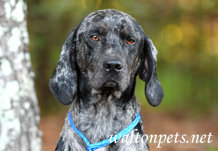 Merle Bluetick Coonhound dog outside on leash Picture