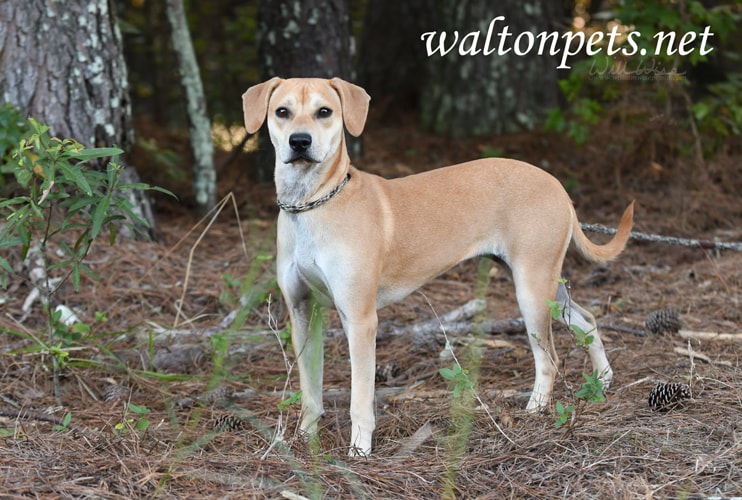 Tan female Beagle hound mix dog outside on leash Picture