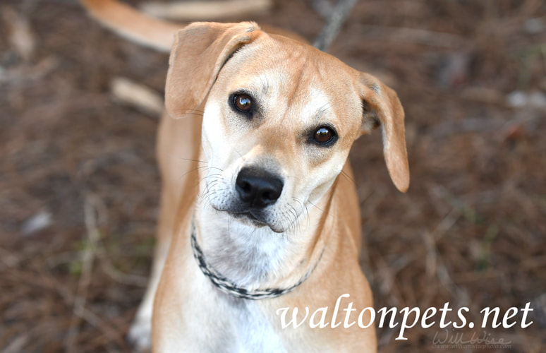 Tan female Beagle hound mix dog outside on leash Picture