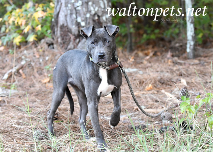 Blue gray Pitbull puppy on leash Picture