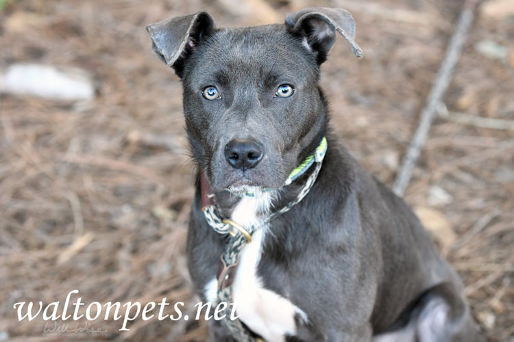 Blue gray Pitbull puppy on leash Picture