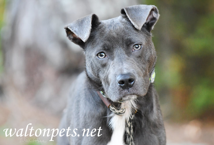 Blue gray Pitbull puppy on leash Picture