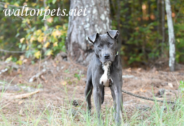 Blue gray Pitbull puppy on leash Picture