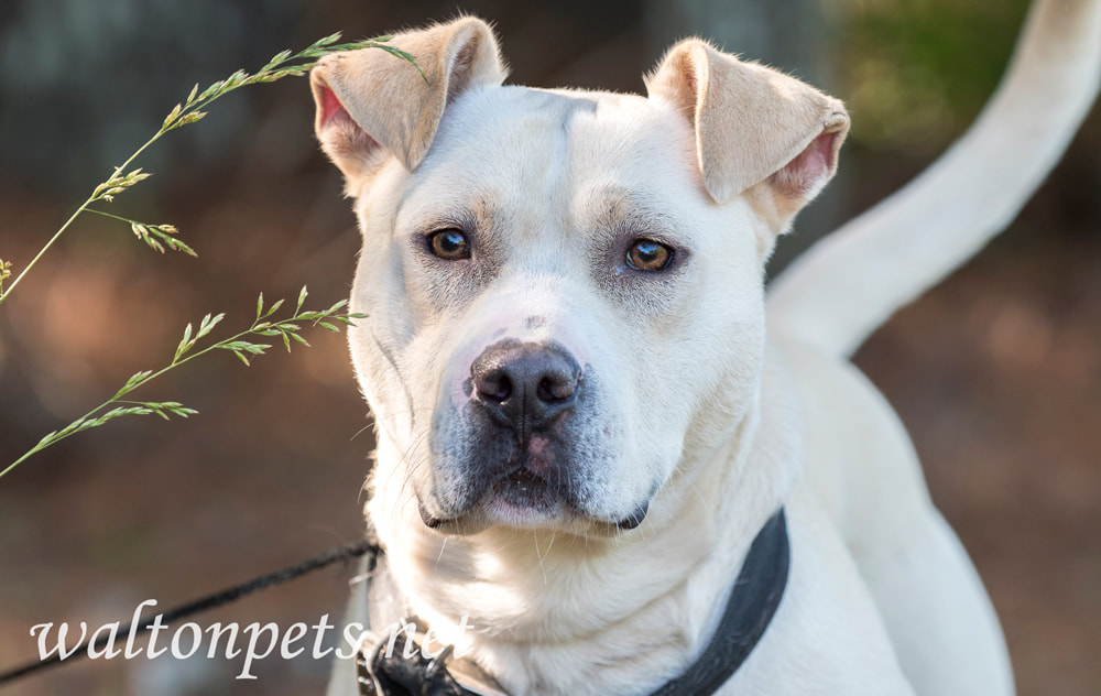 Yellow Lab Pitbull mixed breed dog outside on collar and leash Picture