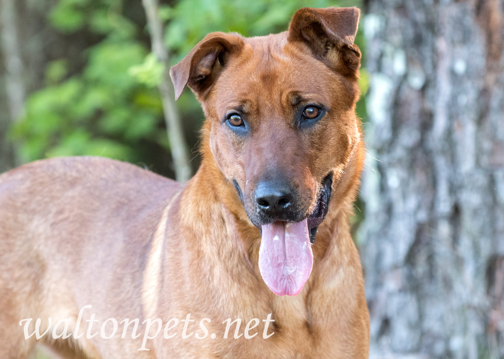 Collie and Retriever mixed breed dog outside on collar and leash Picture