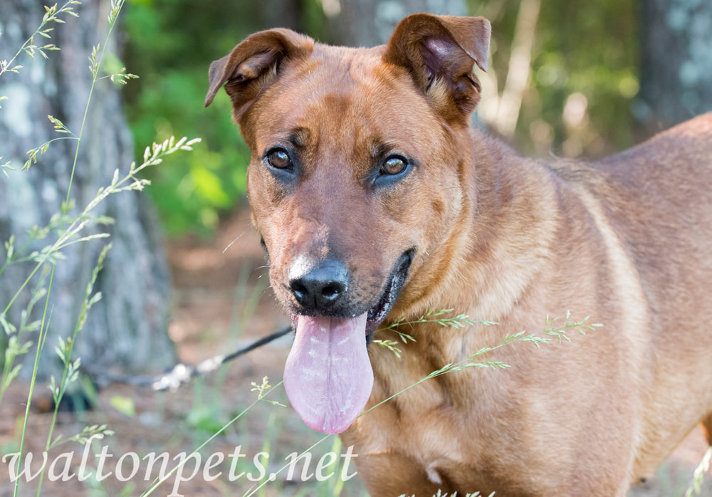 Collie and Retriever mixed breed dog outside on collar and leash Picture