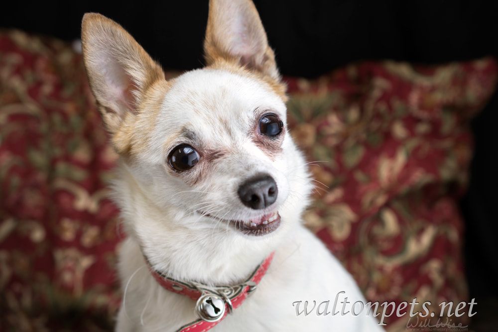 Cute senior Chihuahua dog Picture