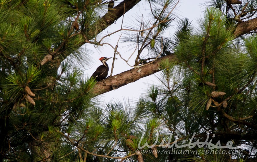 Pileated Woodpecker Picture