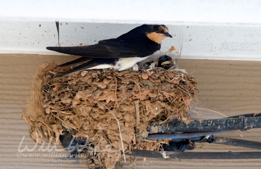 Barn Swallow Picture