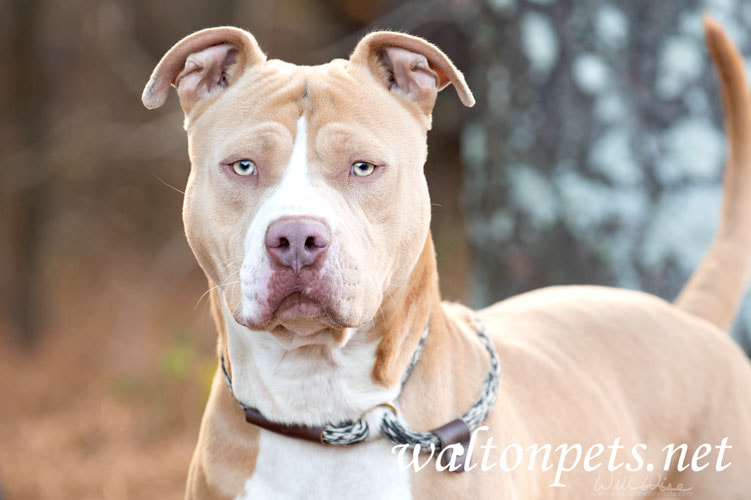 Tan and white American Pitbull Terrier dog Picture