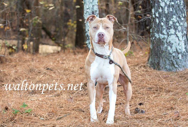 Tan and white American Pitbull Terrier dog Picture