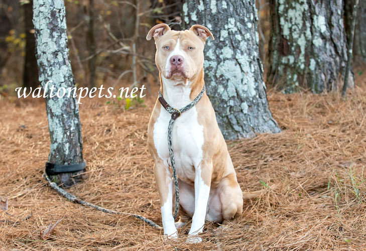 Tan and white American Pitbull Terrier dog Picture