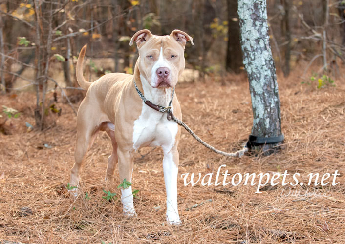 Tan and white American Pitbull Terrier dog Picture