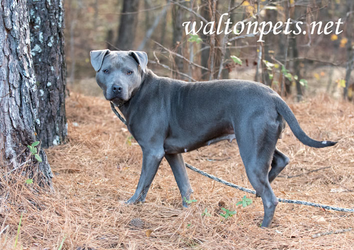 Blue female American Pitbull Terrier dog outside on leash Picture