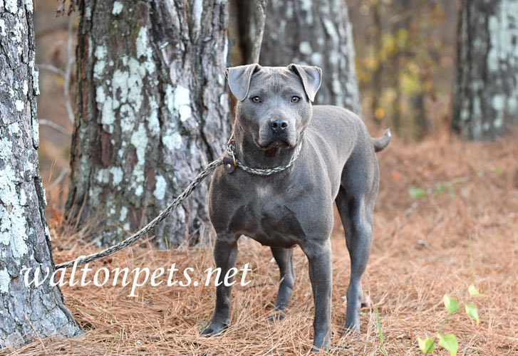Blue female American Pitbull Terrier dog outside on leash Picture