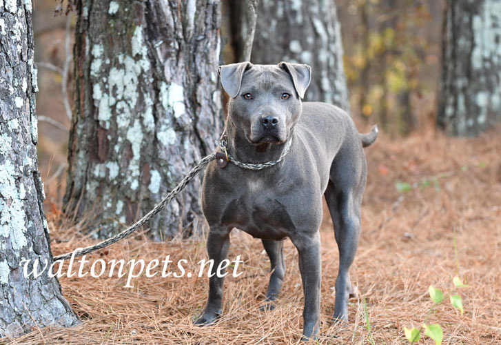 Blue female American Pitbull Terrier dog outside on leash Picture