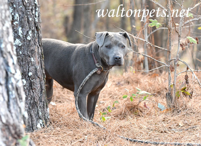 Blue female American Pitbull Terrier dog outside on leash Picture