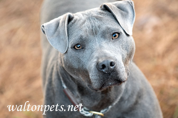 Blue female American Pitbull Terrier dog outside on leash Picture