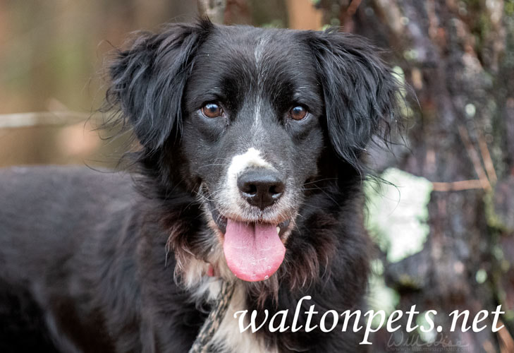 Senior male Border Collie dog outside on leash. Dog rescue pet adoption photography for humane society animal shelter Picture