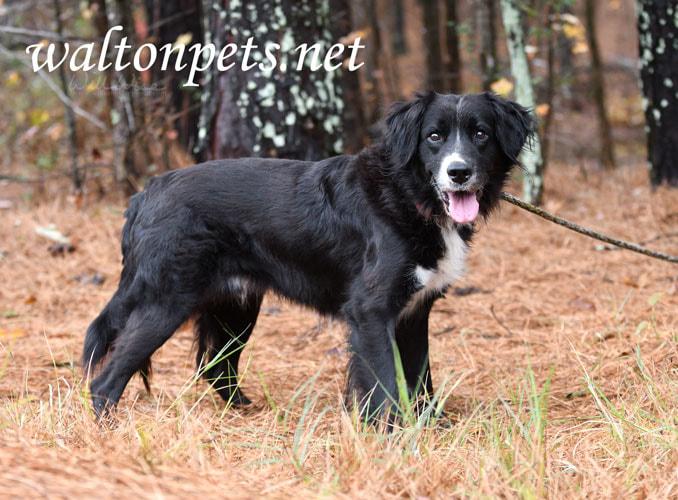 Senior male Border Collie dog outside on leash. Dog rescue pet adoption photography for humane society animal shelter Picture