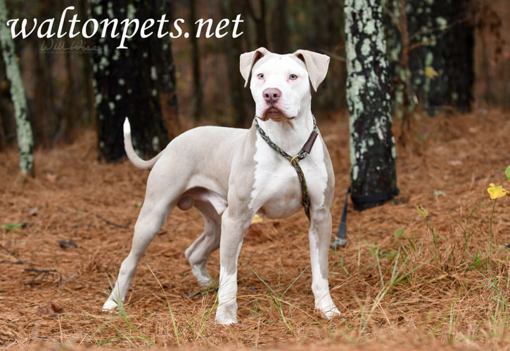 Male tan and white American Bulldog Pitbull Terrier dog outside on leash. Dog rescue pet adoption photography for humane society Picture