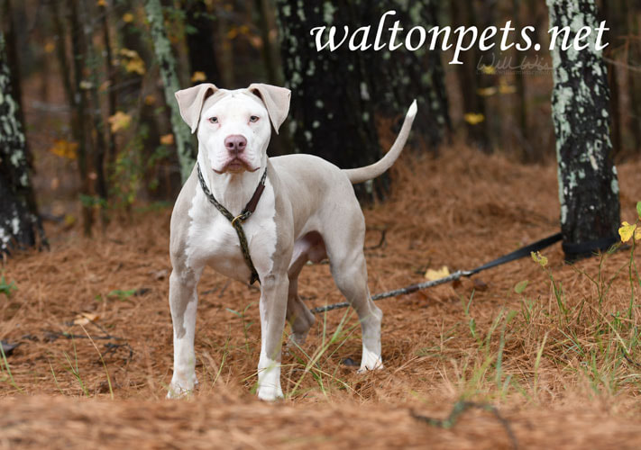 Male tan and white American Bulldog Pitbull Terrier dog outside on leash. Dog rescue pet adoption photography for humane society Picture