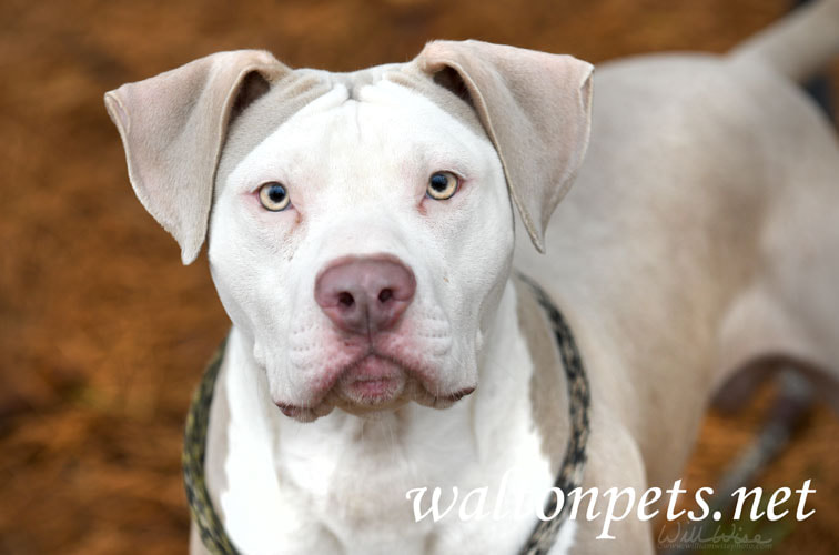 Male tan and white American Bulldog Pitbull Terrier dog outside on leash. Dog rescue pet adoption photography for humane society Picture