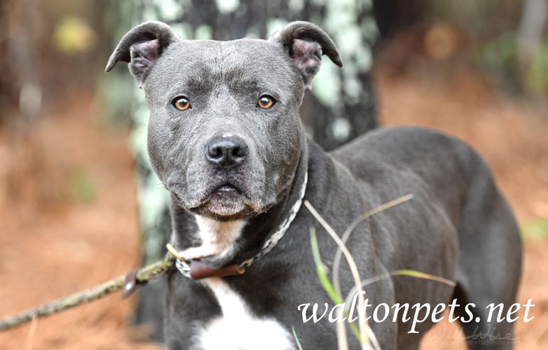 Blue male American Pitbull Terrier dog outside on leash Picture