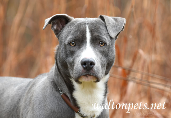 Young male blue Pitbull Terrier mix breed puppy dog  Picture