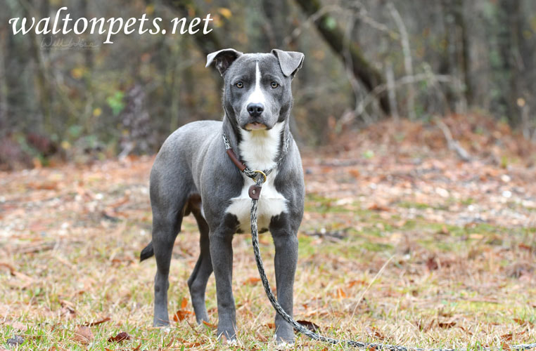 Young male blue Pitbull Terrier mix breed puppy dog Picture