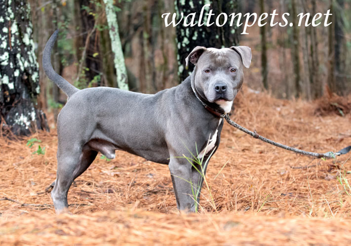 Male blue Pitbull Terrier outside on leash Picture