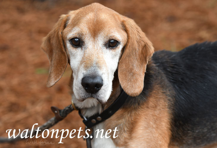 Senior male Beagle hound dog with collar and leash Picture