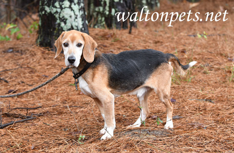 Senior male Beagle hound dog with collar and leash Picture