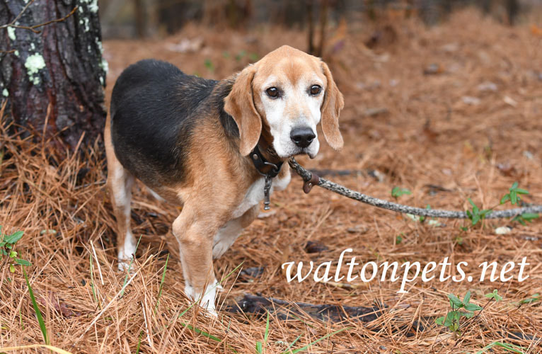 Senior male Beagle hound dog with collar and leash Picture