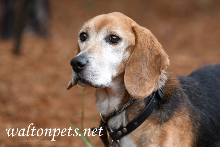 Senior male Beagle hound dog with collar and leash Picture