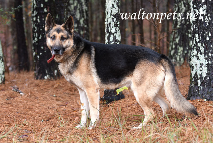 Male German Shepherd Dog outside on leash Picture