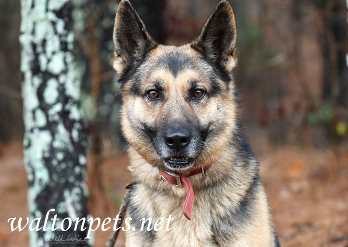 Male German Shepherd Dog outside on leash Picture