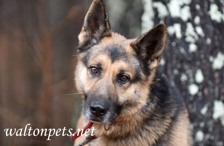 Male German Shepherd Dog outside on leash Picture