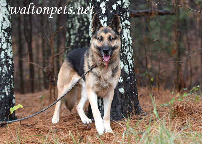 Male German Shepherd Dog outside on leash Picture