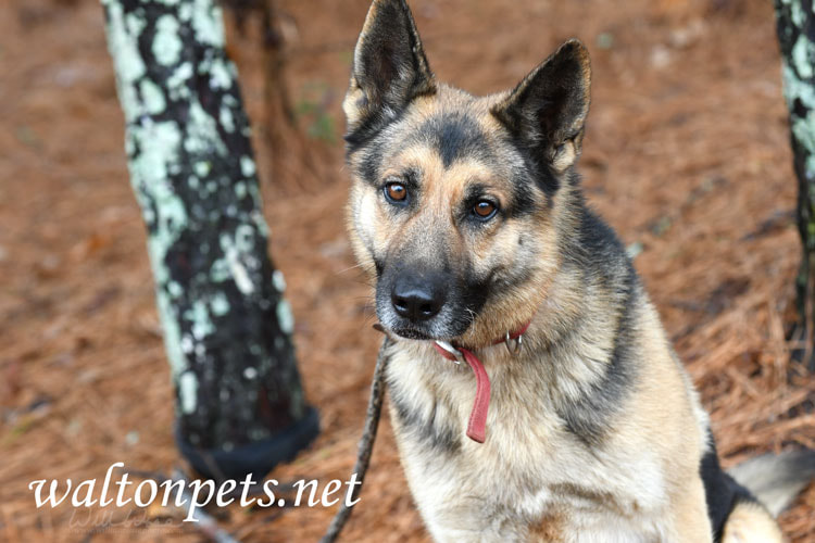 Male German Shepherd Dog outside on leash Picture