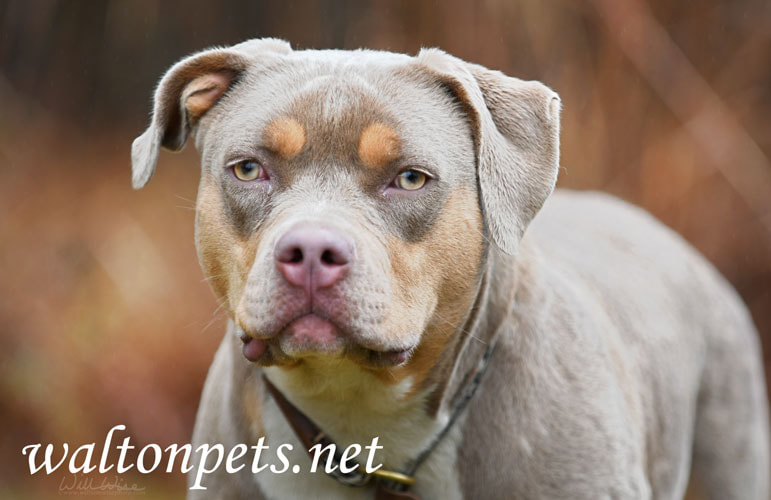 Gray tan and white female Pitbull Bulldog Bully outside on leash Picture