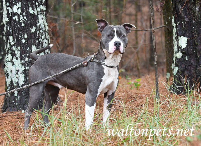 Male blue and white American Pitbull Terrier dog Picture