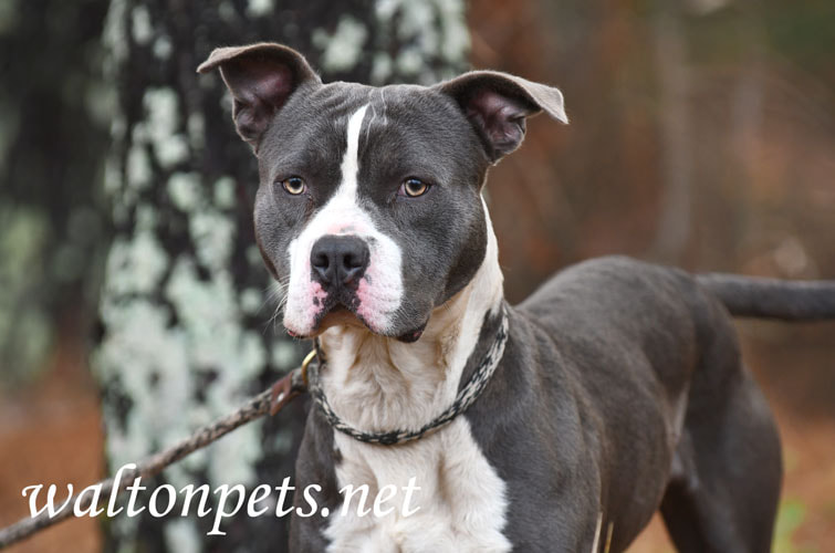 Male blue and white American Pitbull Terrier dog Picture