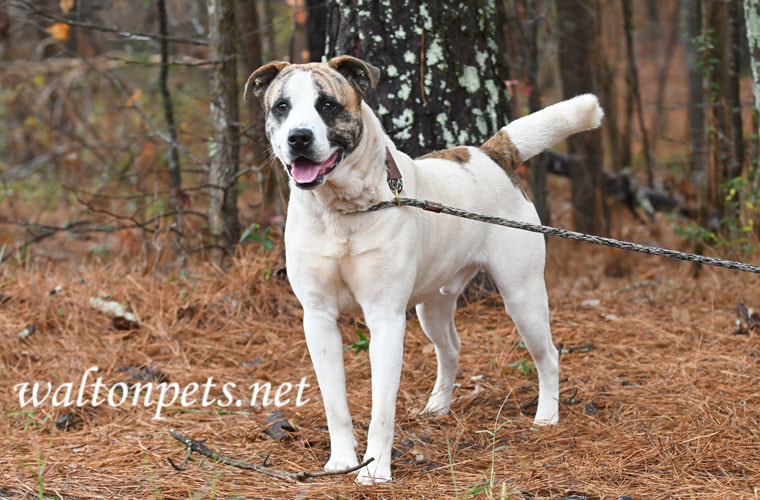 Anatolian Shepherd and American Bulldog mix breed dog Picture