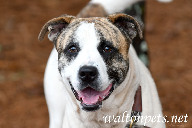 Anatolian Shepherd and American Bulldog mix breed dog Picture