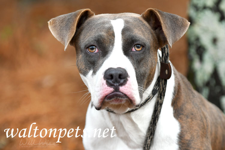 Light brindle Boxer and Pitbull Terrier mix breed dog outside on leash Picture